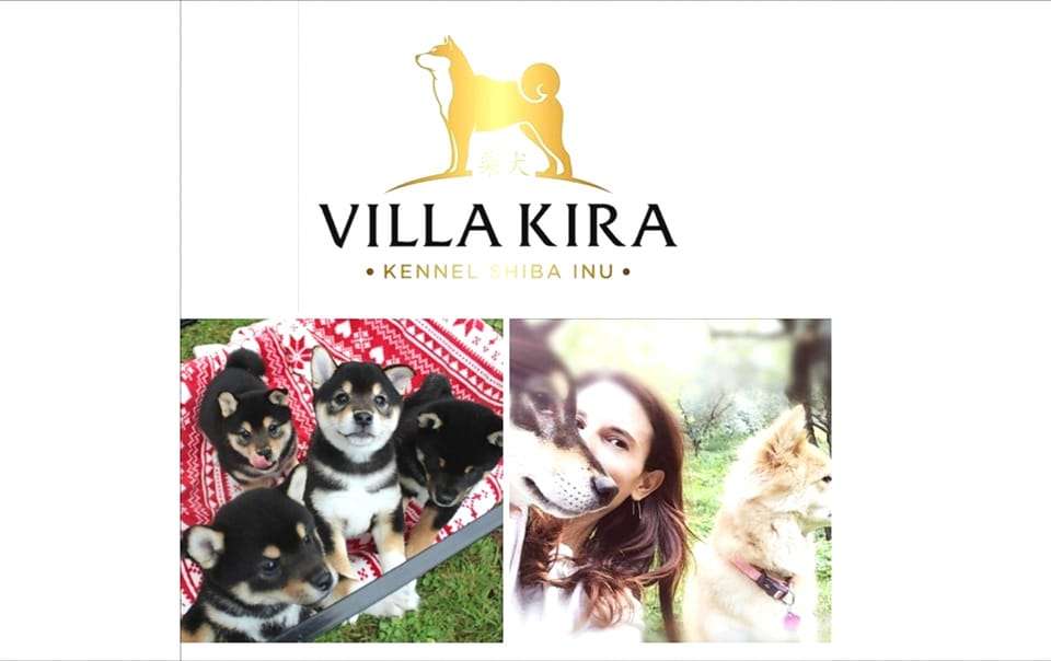 Villa Kira Shiba Inu Kennel