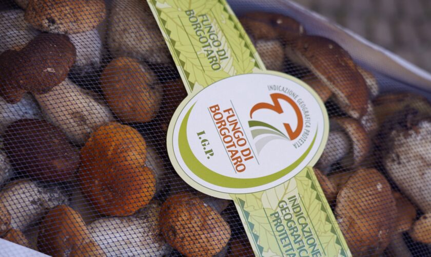 MUSEO DEL FUNGO PORCINO DI BORGOTARO