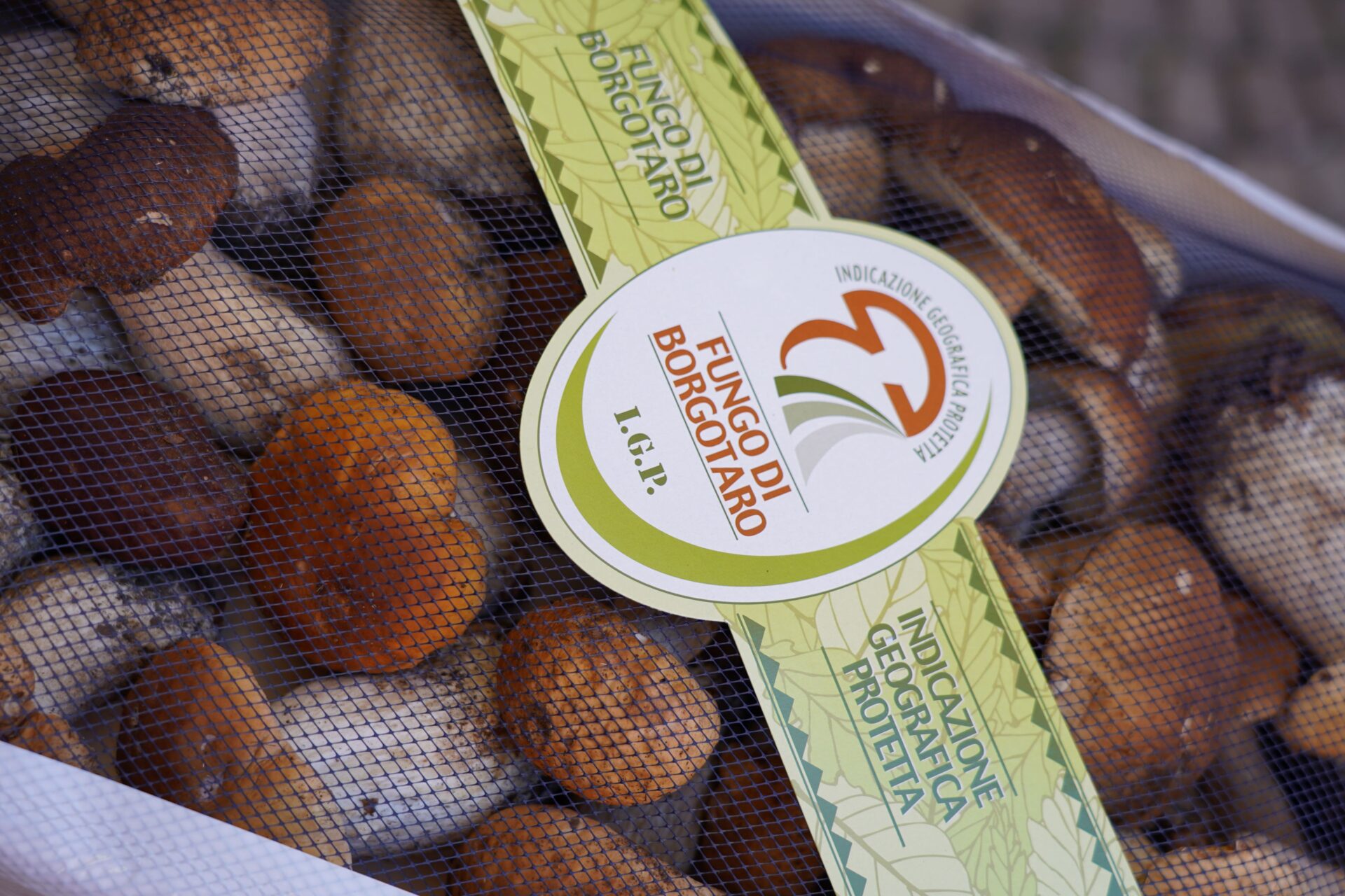 MUSEO DEL FUNGO PORCINO DI BORGOTARO