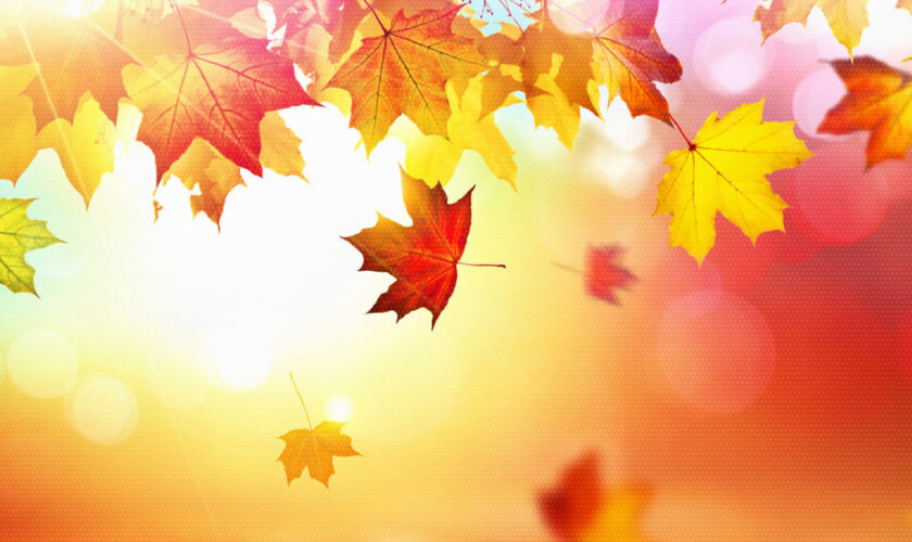 Rossella Facchinetti